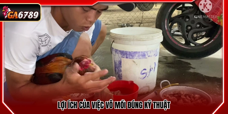 Cách Vô Mồi Cho Gà Đá Giúp Gà Sung Sức Trước Trận 2 Tác dụng của việc vào mồi đúng cách
