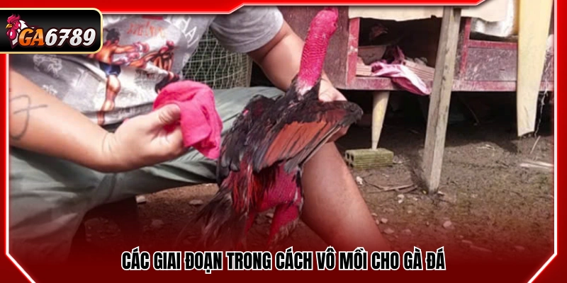 Cách Vô Mồi Cho Gà Đá Giúp Gà Sung Sức Trước Trận 3 Những bước trong cách vô mồi cho gà đá