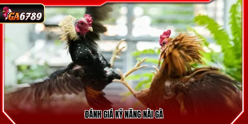 Đá Gà Philippines - Kinh Nghiệm Xem Và Bắt Kèo Tại Ga6789 4 Nhận định kỹ năng của người nài gà